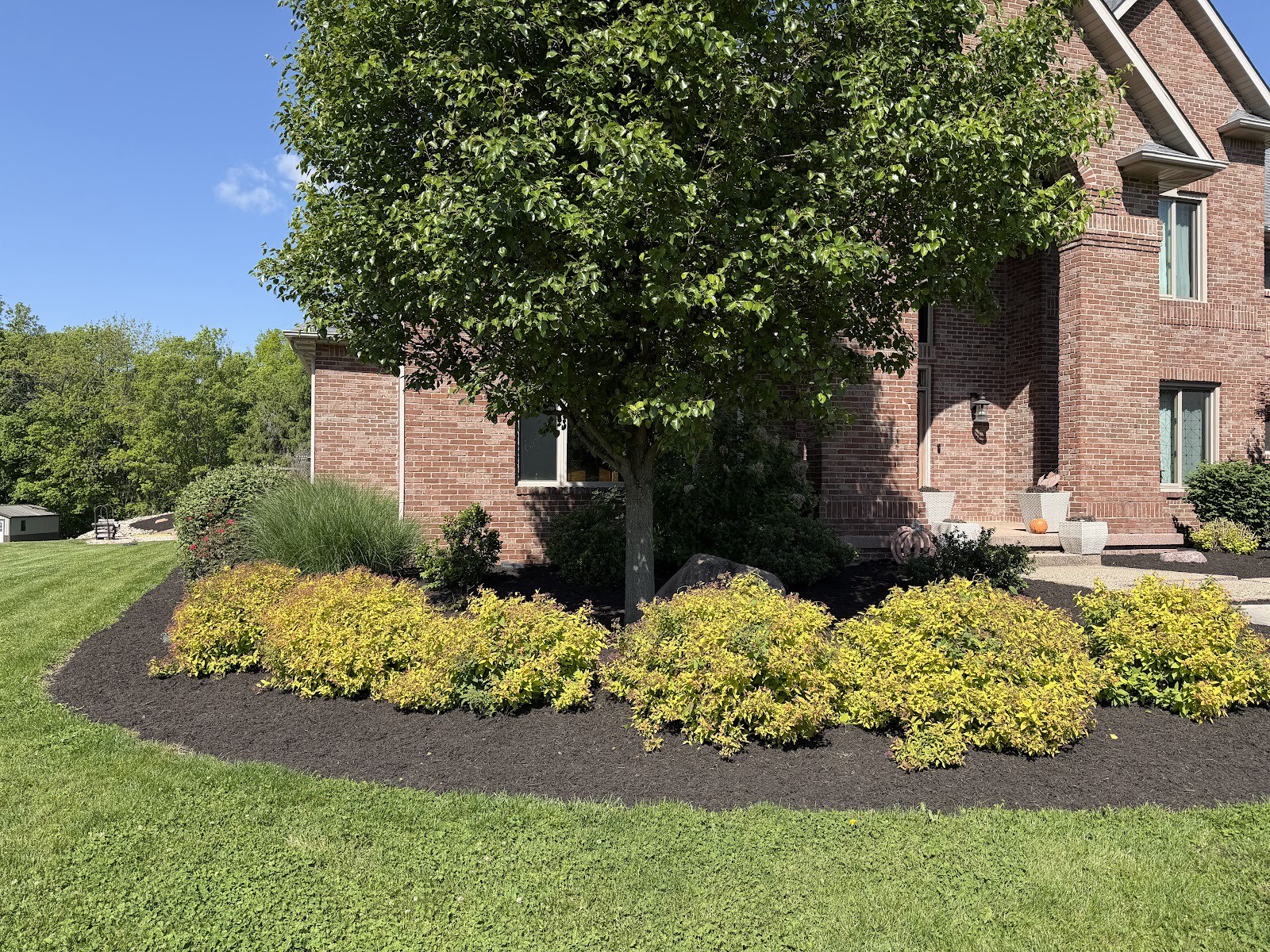 Crisp sunny shot of fresh black mulch beds with golden spirea shrubs curving around a large brick home.