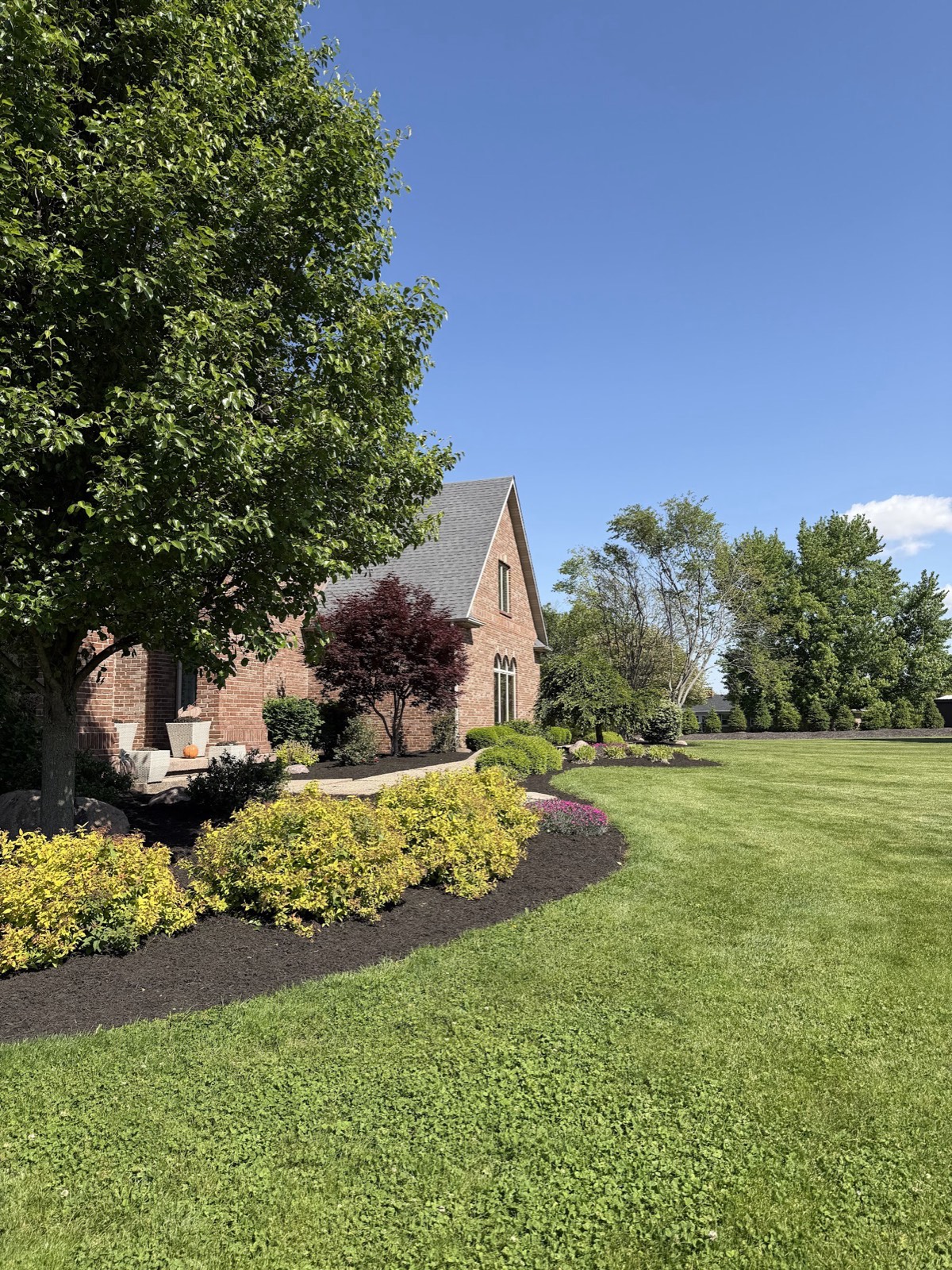 Manicured lawn and freshly mulched beds with golden spirea and Japanese maple wrapping around a brick home under a clear blue sky.