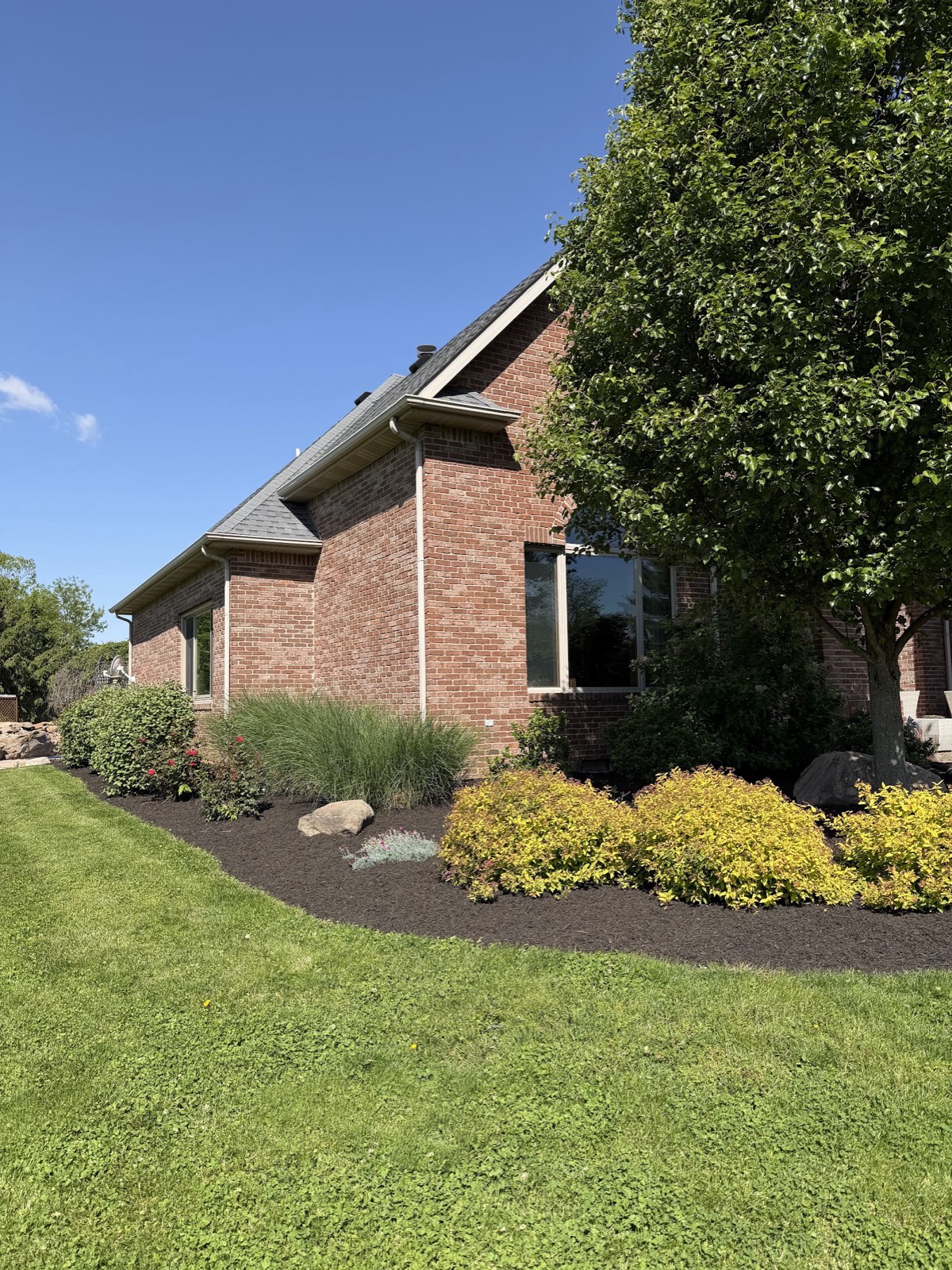Crisp black mulch beds with golden shrubs, boulders, and ornamental grasses along a brick home and green lawn.